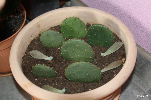 graptopetalum